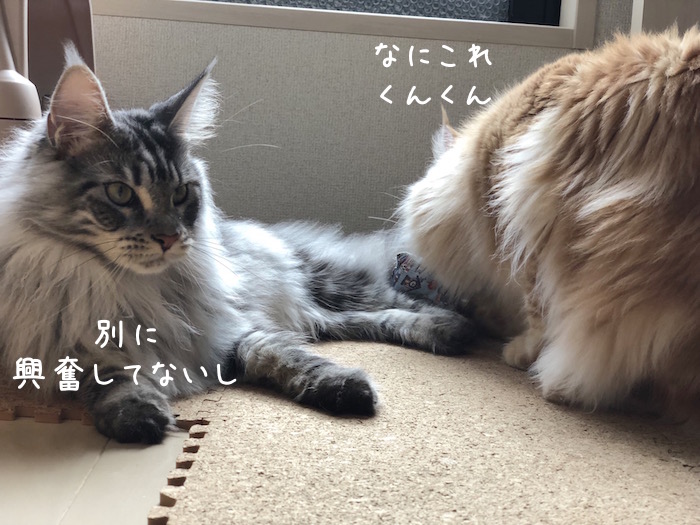 f:id:chikojirou:20180704220514j:plain