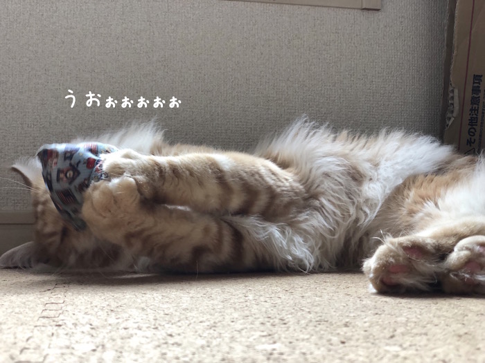 f:id:chikojirou:20180704220549j:plain