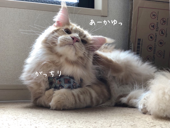f:id:chikojirou:20180704220622j:plain