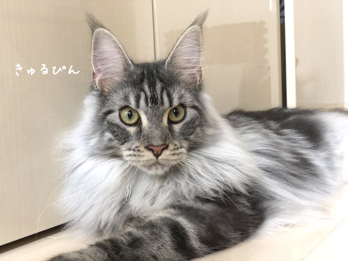 f:id:chikojirou:20180706213416j:plain
