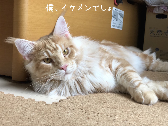 f:id:chikojirou:20180706213515j:plain