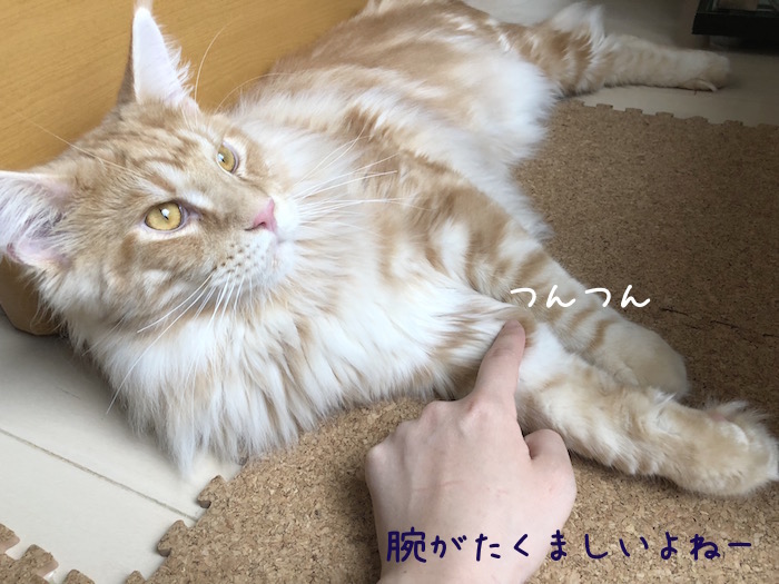 f:id:chikojirou:20180706213529j:plain