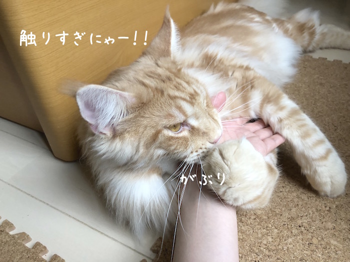f:id:chikojirou:20180706213544j:plain