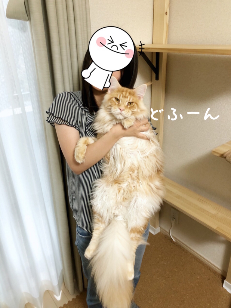 f:id:chikojirou:20180706213815j:plain