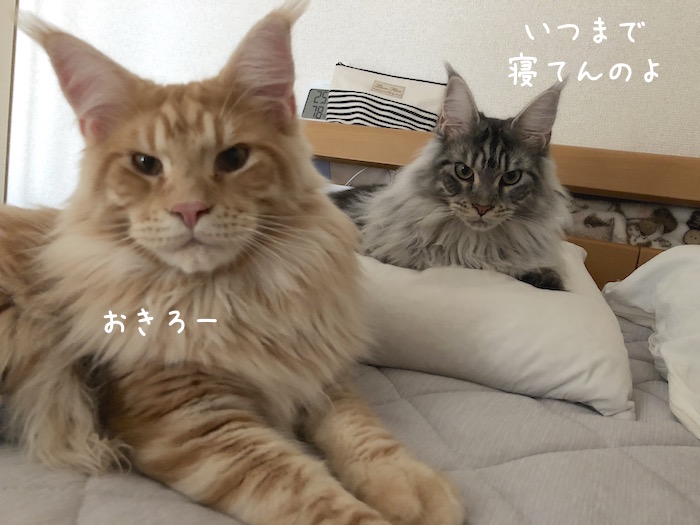 f:id:chikojirou:20180708195442j:plain