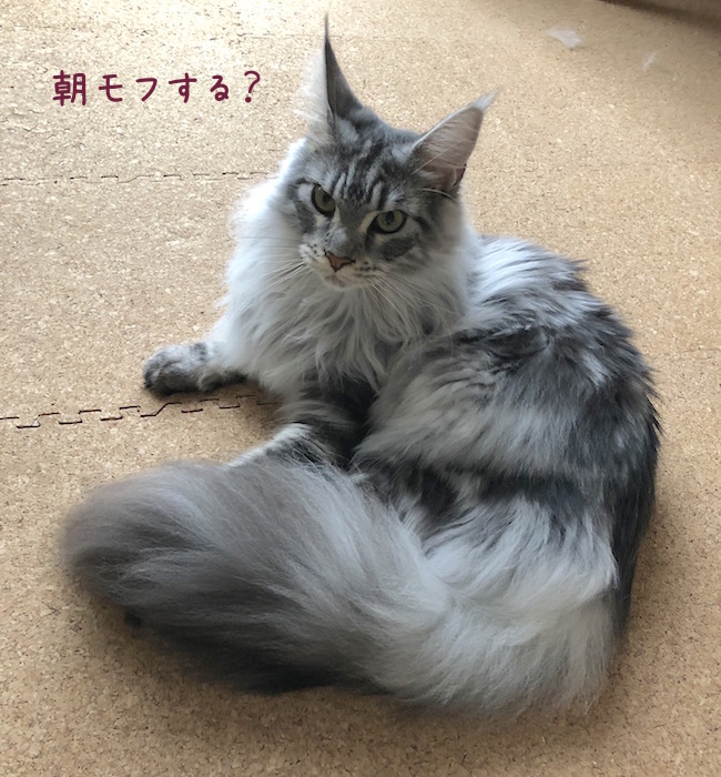 f:id:chikojirou:20180708195457j:plain