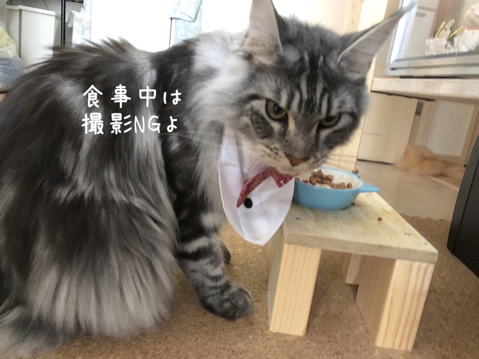f:id:chikojirou:20180708195509j:plain