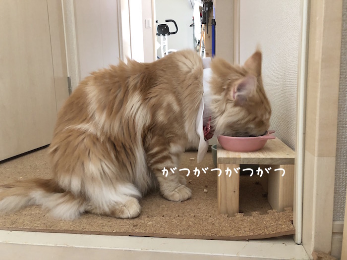 f:id:chikojirou:20180708195527j:plain