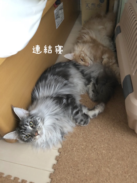f:id:chikojirou:20180708200114j:plain