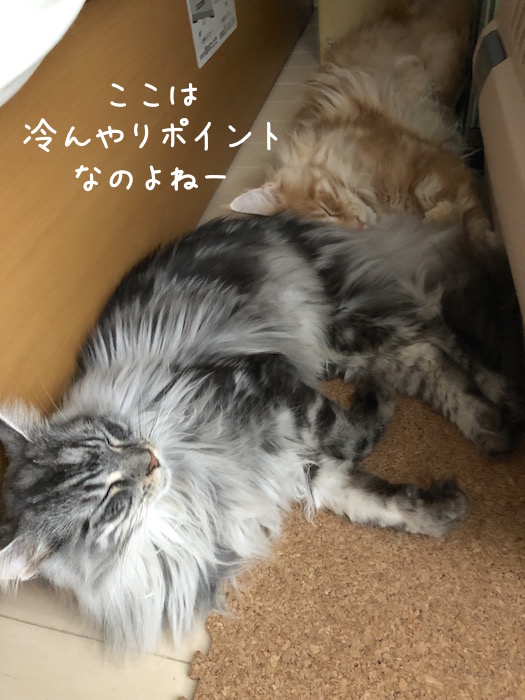 f:id:chikojirou:20180708200136j:plain