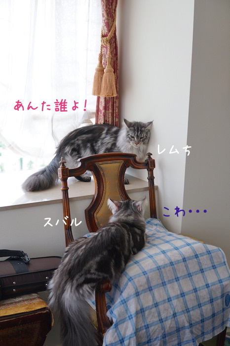 f:id:chikojirou:20180715214333j:plain