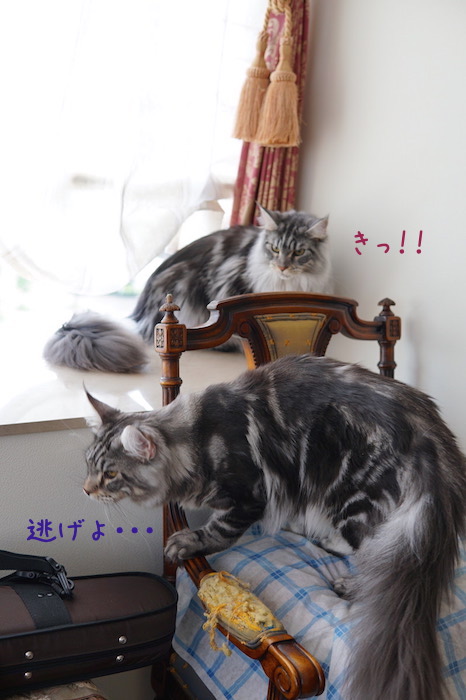 f:id:chikojirou:20180715214353j:plain