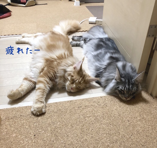 f:id:chikojirou:20180715214901j:plain