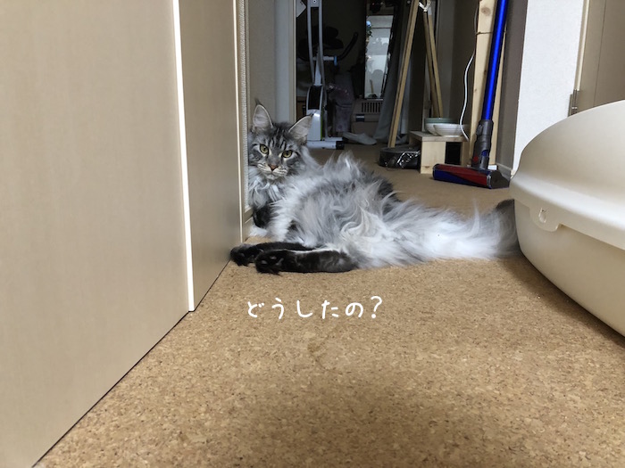 f:id:chikojirou:20180715215203j:plain