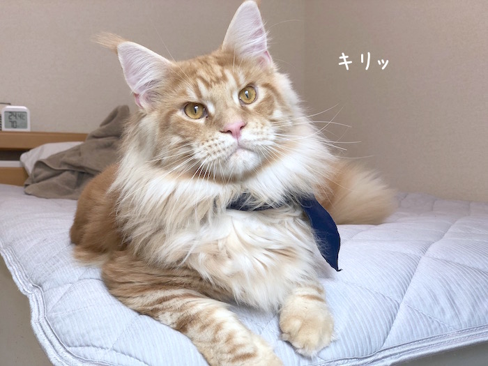 f:id:chikojirou:20180724215935j:plain