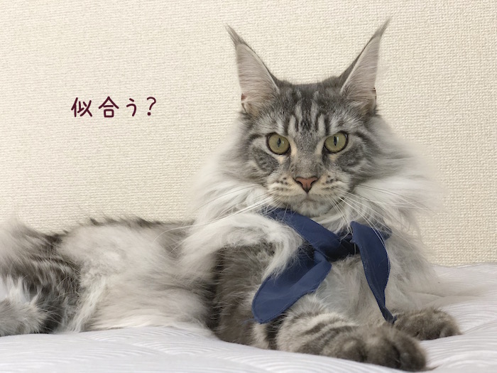 f:id:chikojirou:20180724220034j:plain