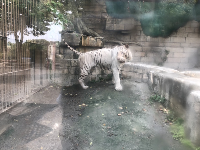 f:id:chikojirou:20180724220216j:plain