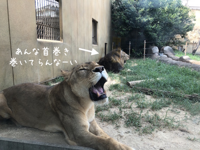 f:id:chikojirou:20180724220254j:plain