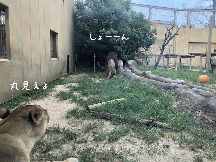f:id:chikojirou:20180724220312j:plain