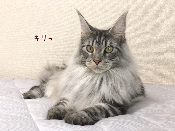 f:id:chikojirou:20180724220343j:plain