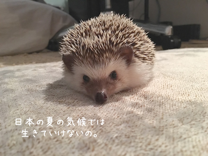 f:id:chikojirou:20180726224112j:plain f:id:chikojirou:20180726224112j:plain