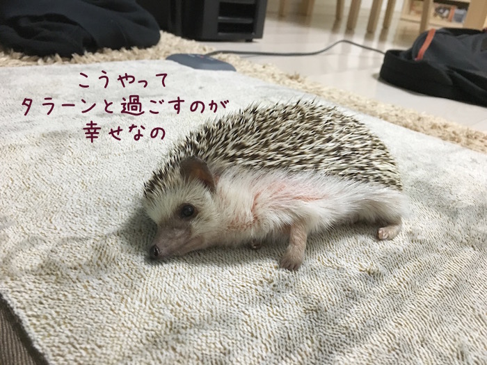 f:id:chikojirou:20180726230457j:plain f:id:chikojirou:20180726230457j:plain