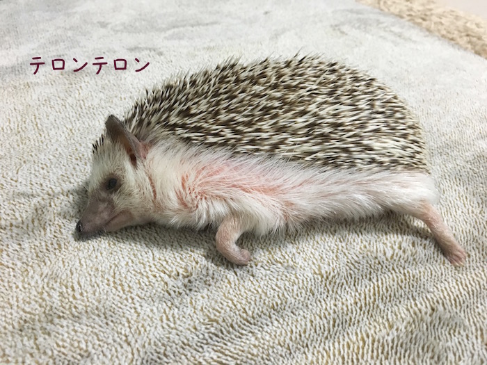 f:id:chikojirou:20180726230513j:plain f:id:chikojirou:20180726230513j:plain