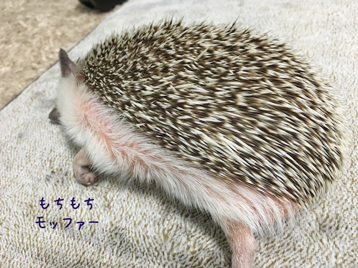 f:id:chikojirou:20180726230528j:plain f:id:chikojirou:20180726230528j:plain