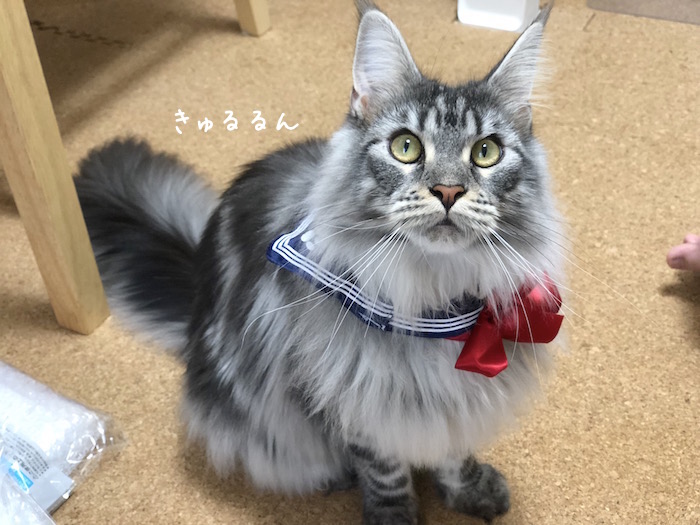 f:id:chikojirou:20180731220344j:plain