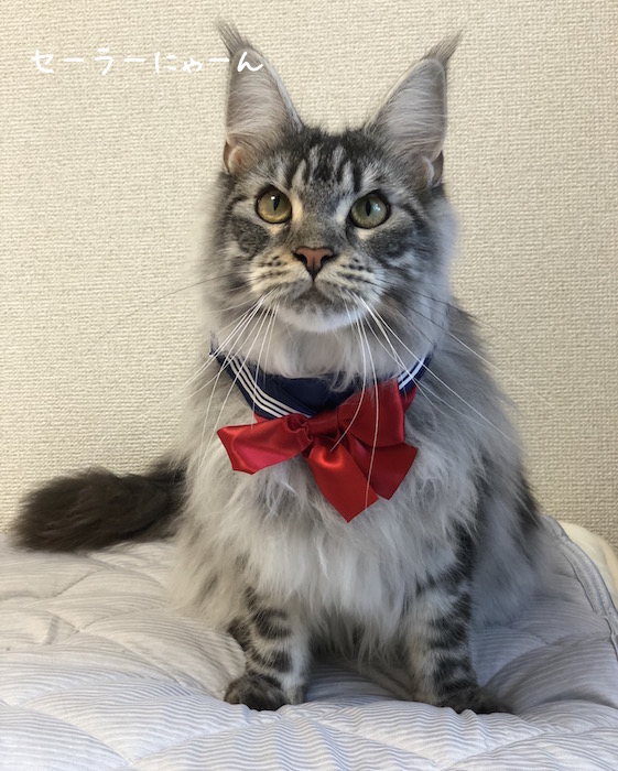 f:id:chikojirou:20180731220424j:plain