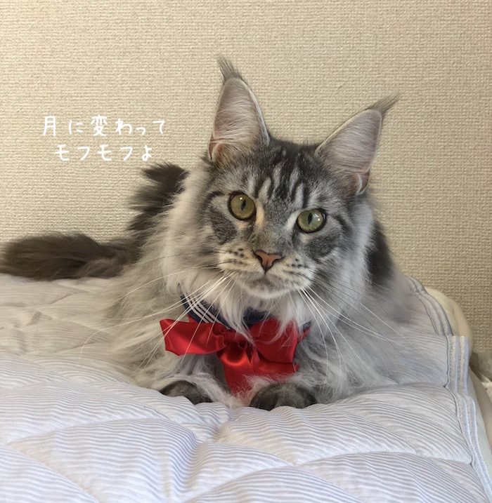 f:id:chikojirou:20180731220447j:plain