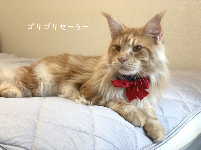 f:id:chikojirou:20180731220529j:plain