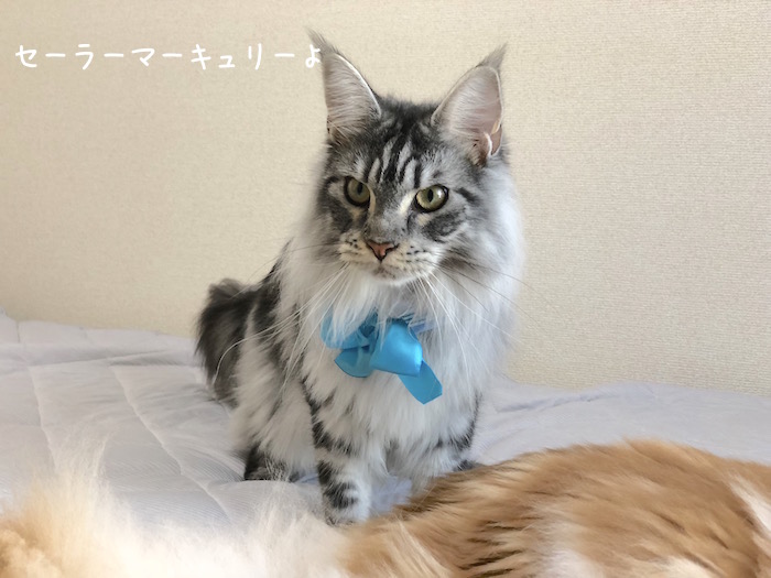 f:id:chikojirou:20180731220545j:plain