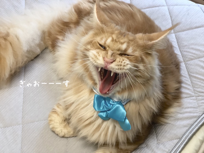 f:id:chikojirou:20180731220615j:plain