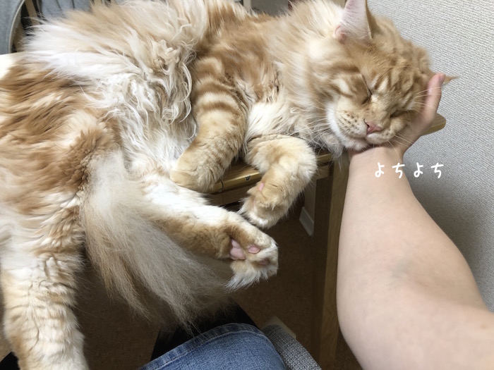 f:id:chikojirou:20180731220754j:plain