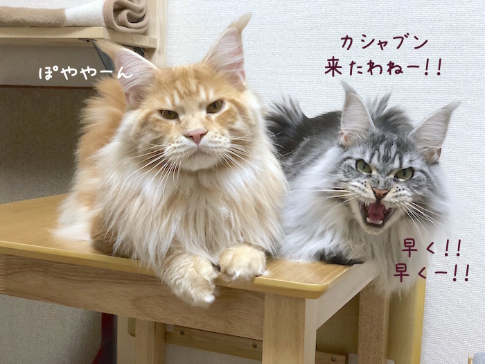 f:id:chikojirou:20180814214906j:plain