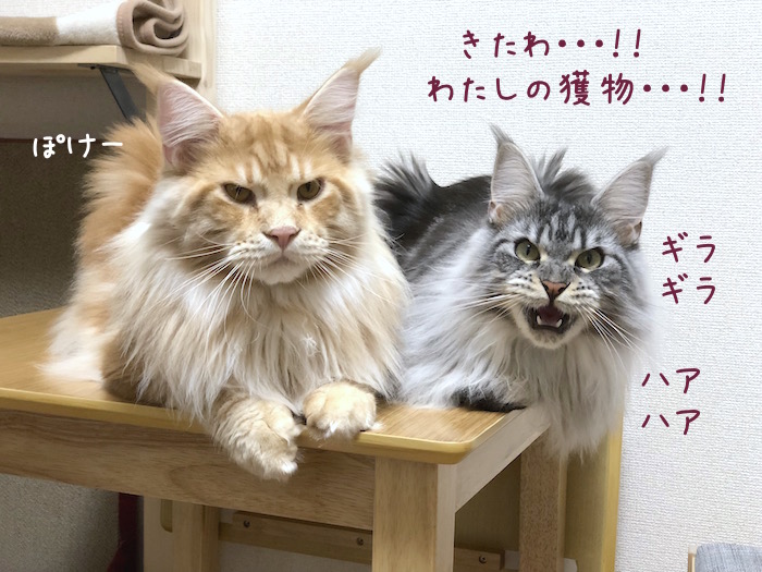 f:id:chikojirou:20180814214920j:plain