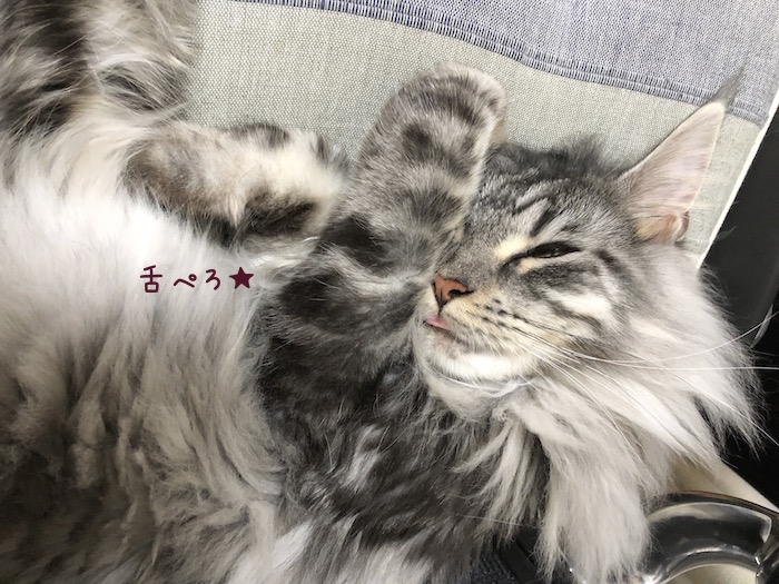 f:id:chikojirou:20180815213312j:plain