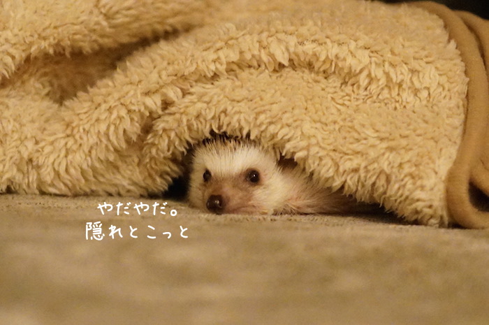 f:id:chikojirou:20180820220627j:plain f:id:chikojirou:20180820220627j:plain