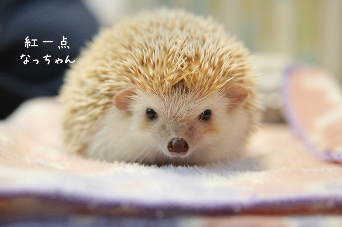 f:id:chikojirou:20180820220738j:plain f:id:chikojirou:20180820220738j:plain