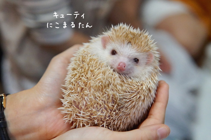 f:id:chikojirou:20180820220751j:plain f:id:chikojirou:20180820220751j:plain