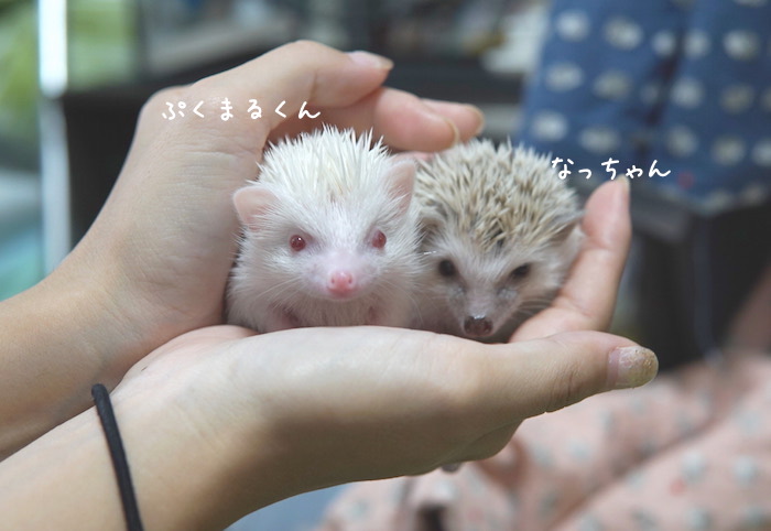 f:id:chikojirou:20180820221125j:plain f:id:chikojirou:20180820221125j:plain