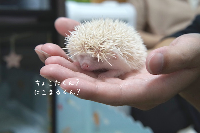 f:id:chikojirou:20180820221137j:plain f:id:chikojirou:20180820221137j:plain