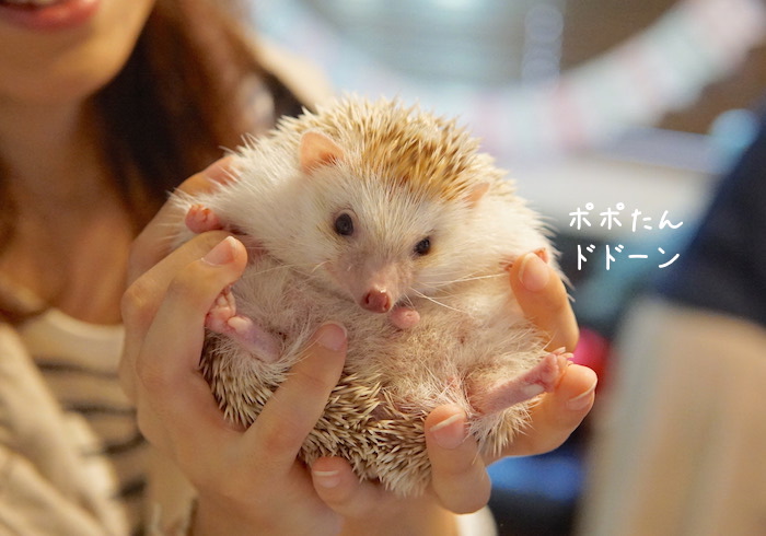 f:id:chikojirou:20180820221202j:plain f:id:chikojirou:20180820221202j:plain