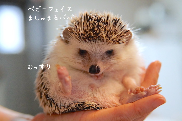 f:id:chikojirou:20180820221221j:plain f:id:chikojirou:20180820221221j:plain