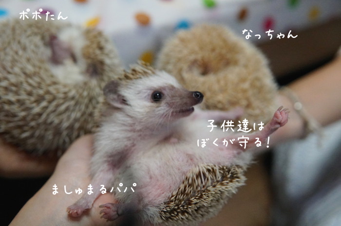 f:id:chikojirou:20180820221239j:plain f:id:chikojirou:20180820221239j:plain