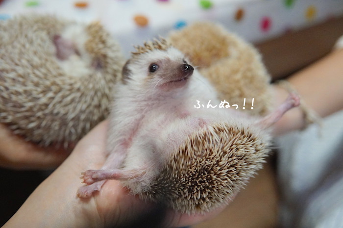 f:id:chikojirou:20180820221254j:plain f:id:chikojirou:20180820221254j:plain