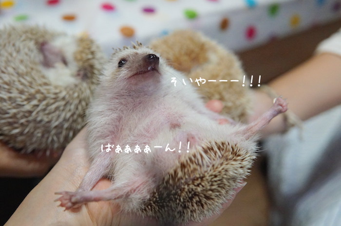 f:id:chikojirou:20180820221321j:plain f:id:chikojirou:20180820221321j:plain