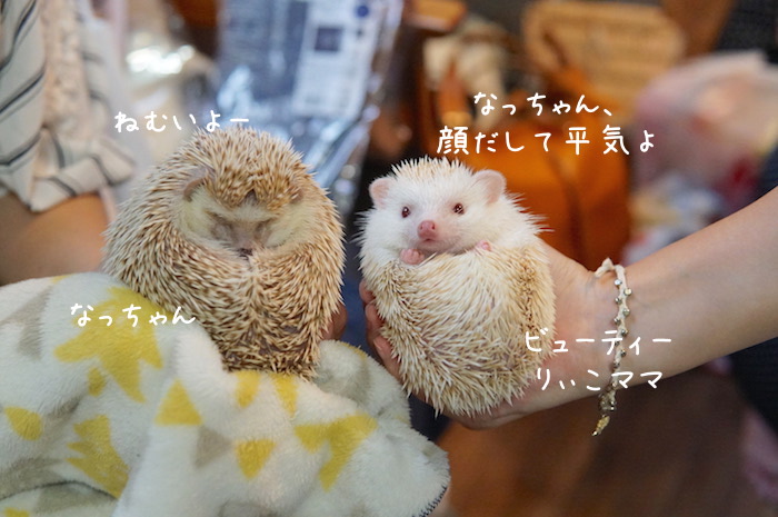 f:id:chikojirou:20180820221349j:plain f:id:chikojirou:20180820221349j:plain