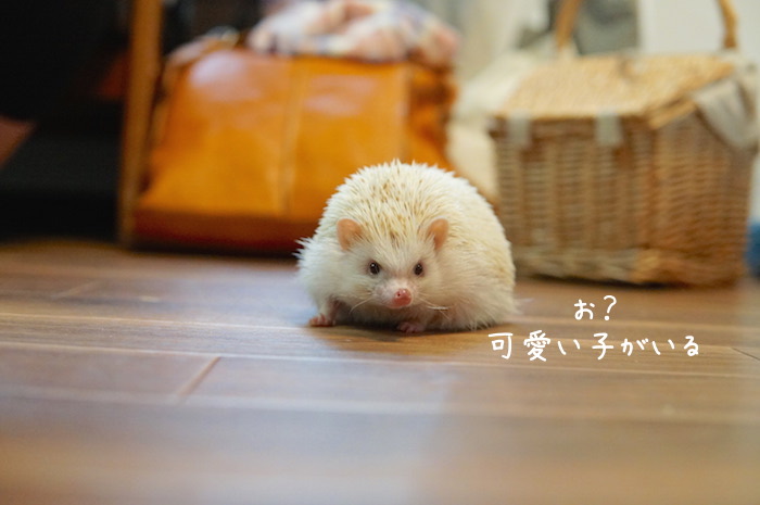f:id:chikojirou:20180820221430j:plain f:id:chikojirou:20180820221430j:plain